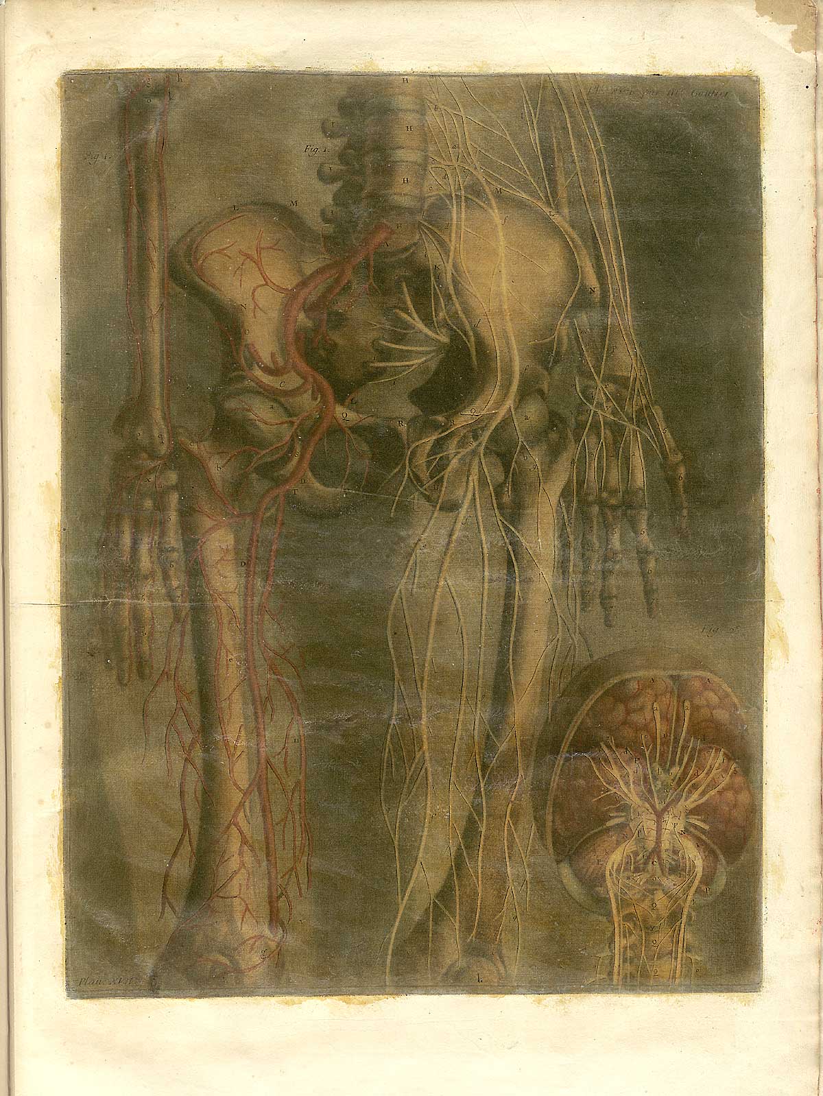 Color mezzotint of a facing skeleton from the top of the pelvis to about the knee joint with views of the hand bones as well and a brain in the lower right hand corner; the view is from the front; from Jacques Fabian Gautier d’Agoty’s Anatomie générale des viscères en situation, NLM Call no.: WZ 260 G283c 1745.
