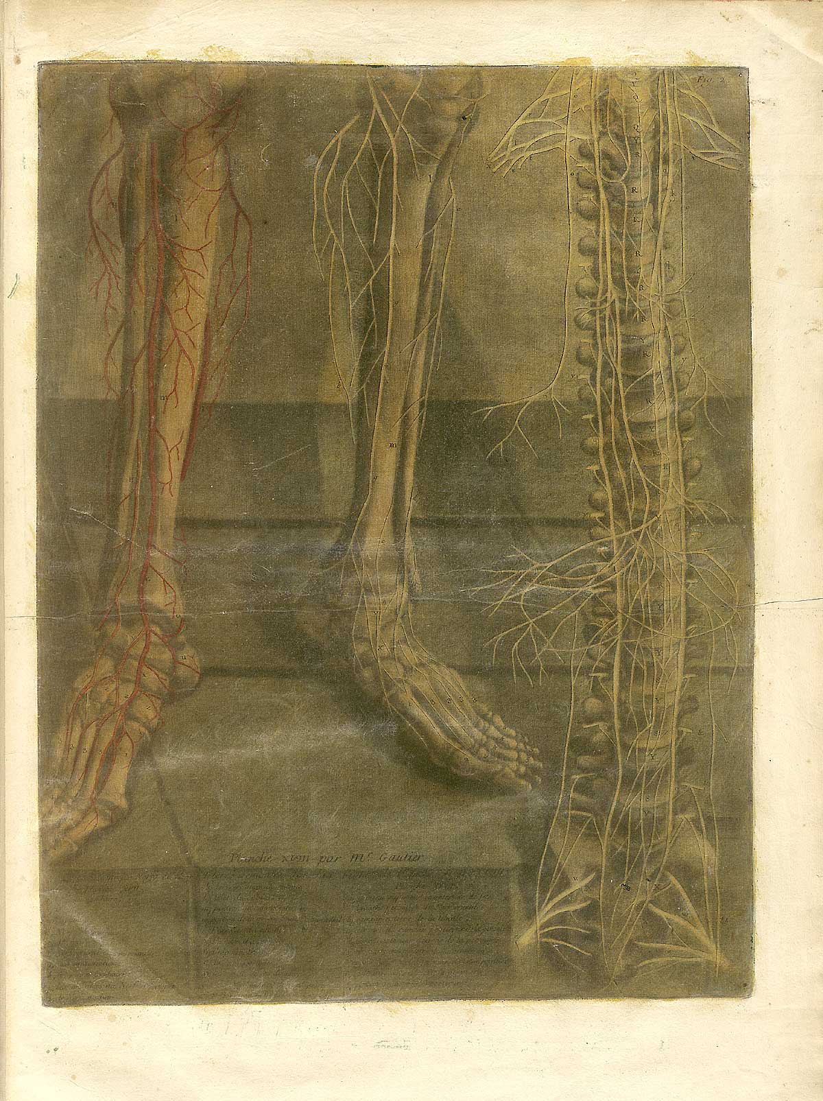 Color mezzotint of a facing skeleton from the knee joints down to the feet; the view is from the front; with a separate spinal cord to the right; from Jacques Fabian Gautier d’Agoty’s Anatomie générale des viscères en situation, NLM Call no.: WZ 260 G283c 1745.
