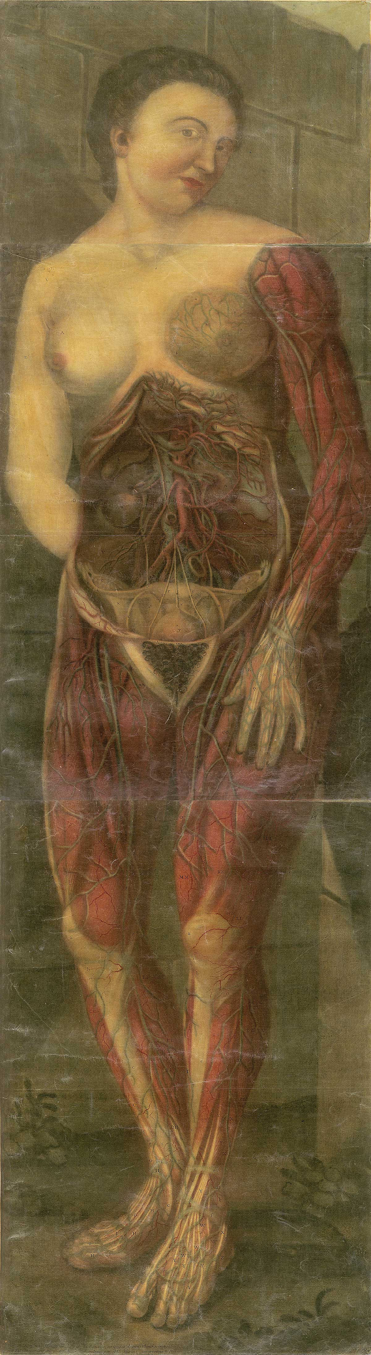 Large color mezzotint of a full length view of a standing facing woman with the flesh removed from her left arm and breast and her abdomen and legs to reveal internal organs, muscles, circulatory system, and reproductive system; from Jacques Fabian Gautier d’Agoty’s Anatomie générale des viscères en situation, NLM Call no.: WZ 260 G283c 1745.