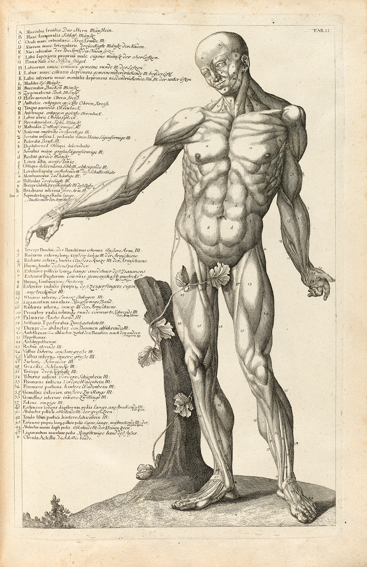 Human Body front view with major muscles labeled
