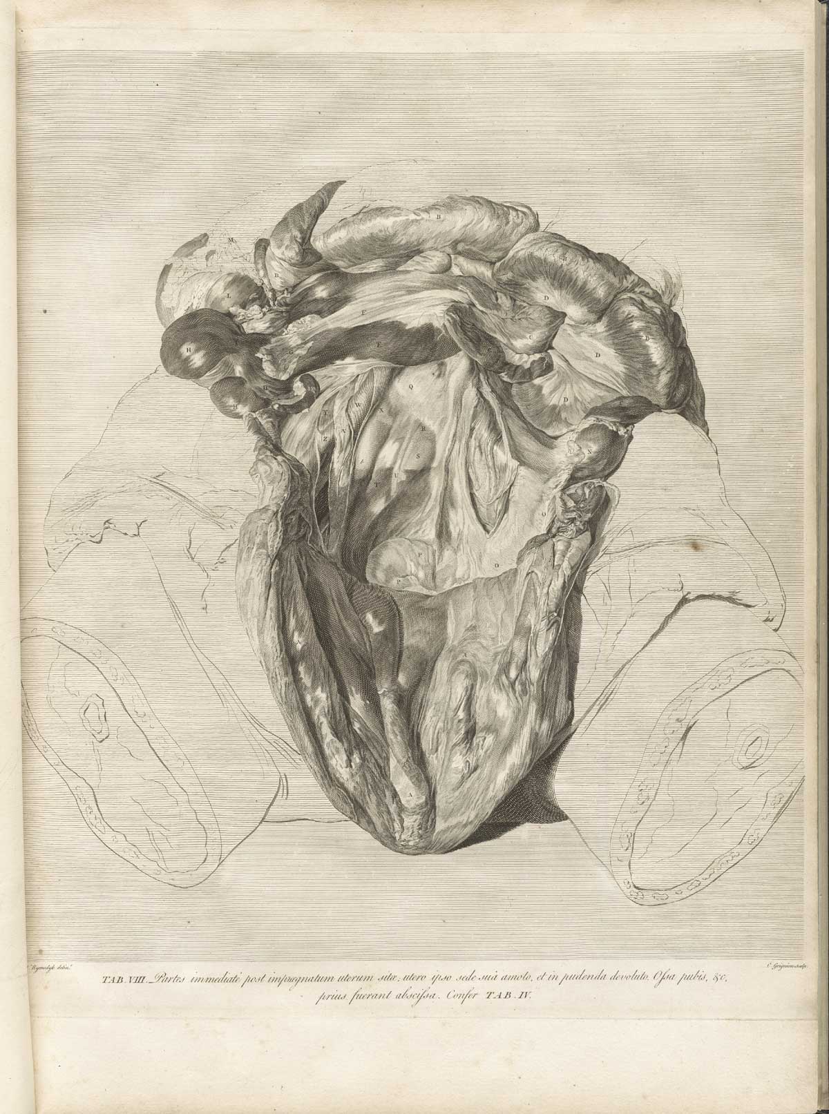 Table 8 of William Hunter's Anatomia uteri humani gravidi tabulis illustrata, featuring the frontal view of female dissected to expose the interior of the uterus post-pregnancy.