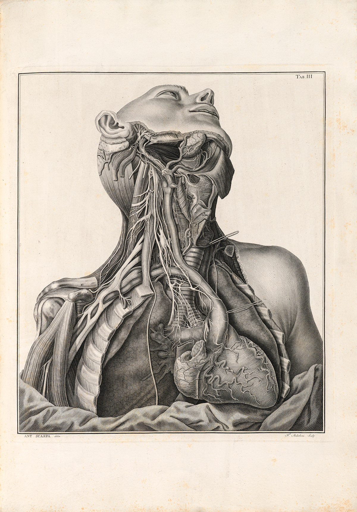 Interior view of the human head and thorax, showing blood and lymph vessels, and nerves