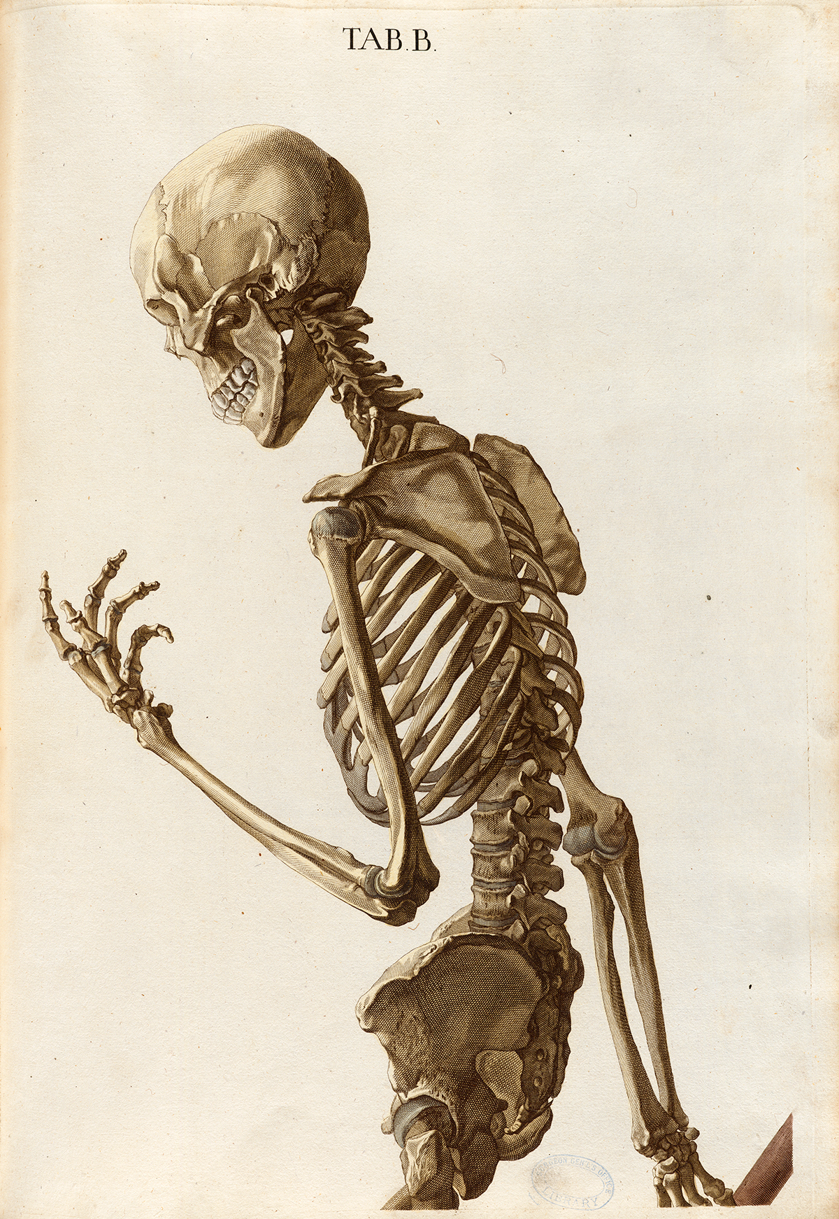 Historical Anatomies on the Web: Christoph Jacob Trew
