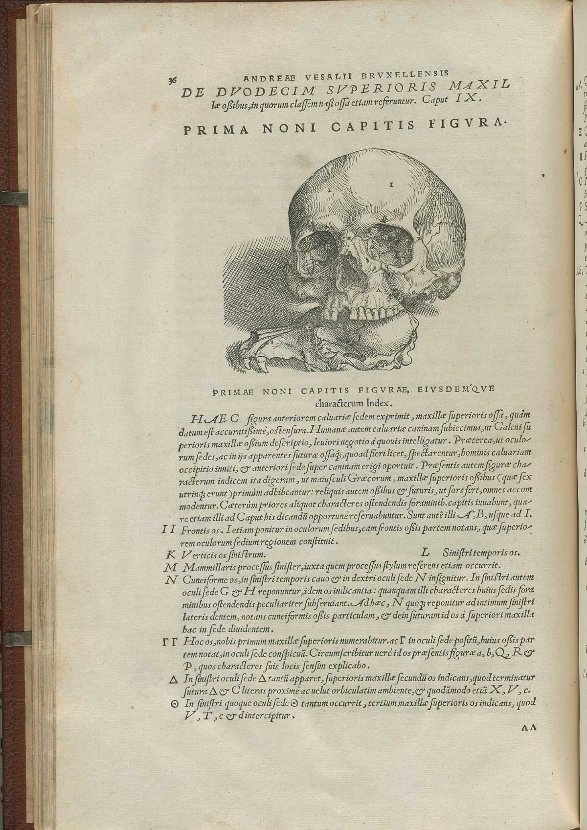 Page 36 of Andreas Vesalius' De corporis humani fabrica libri septem, featuring the front view of the skull with the jawbone removed, contrasted to an animal skull.