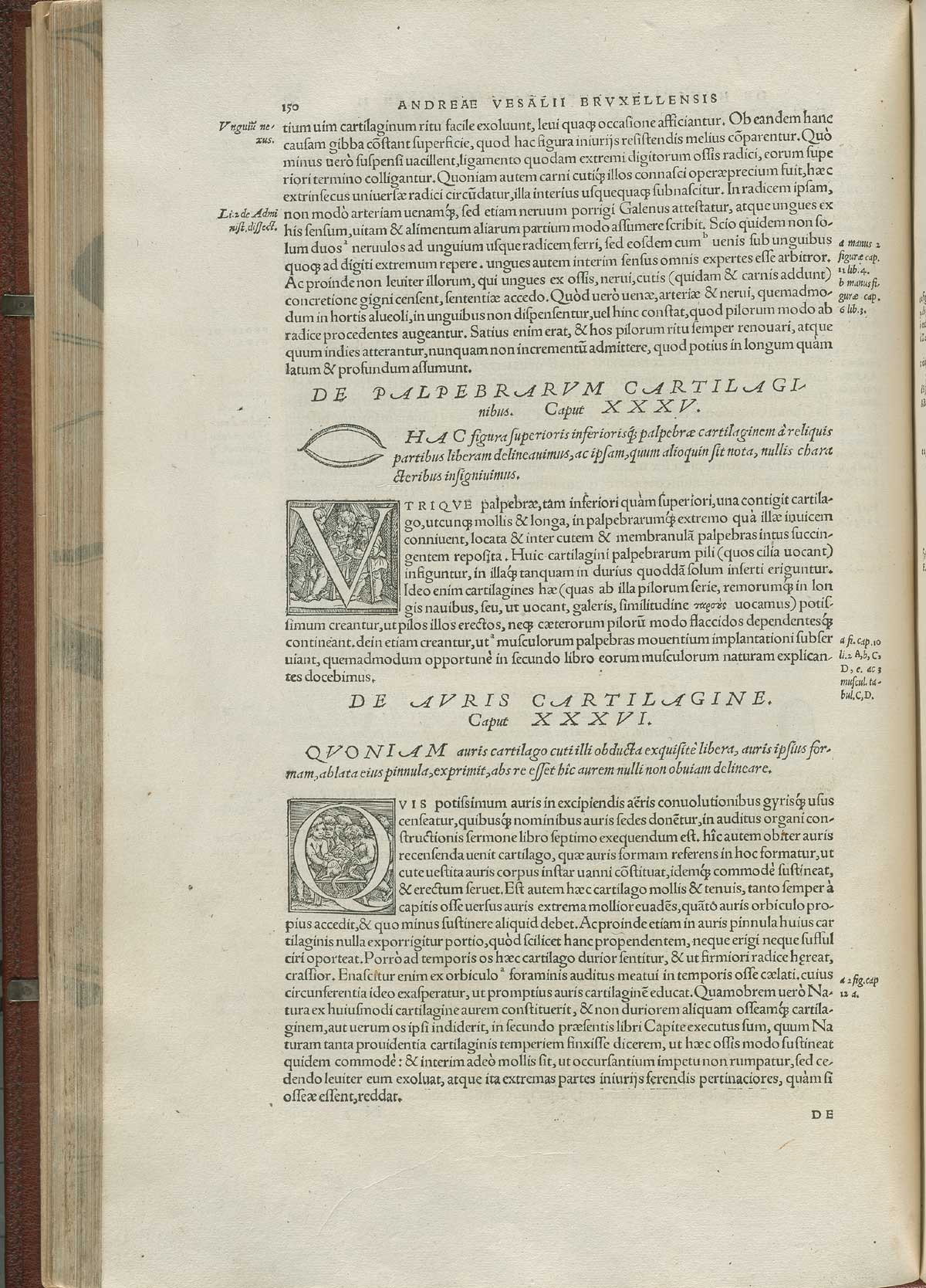 Page 150 of Andreas Vesalius' De corporis humani fabrica libri septem, featuring the vignette of cartilage.