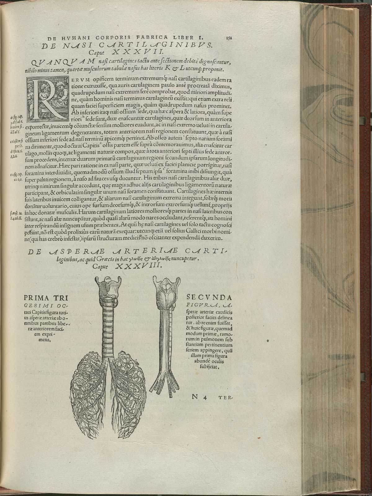 Page 151 of Andreas Vesalius' De corporis humani fabrica libri septem, featuring the larynx, trachea and bronchials of the lung.