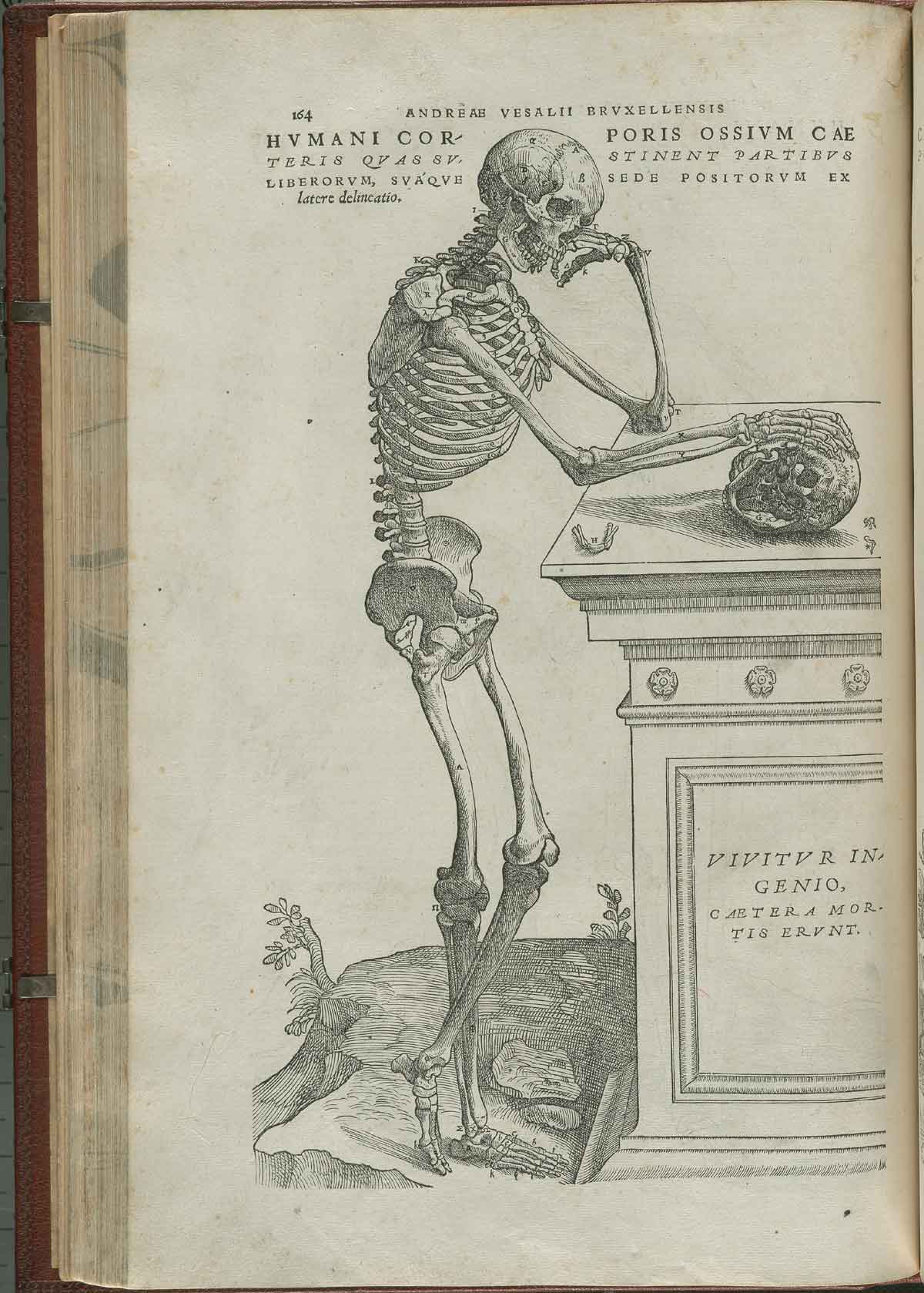 Page 164 of Andreas Vesalius' De corporis humani fabrica libri septem, featuring the illustrated woodcut of the full-length, side view of a skeleton, contemplating a skull.
