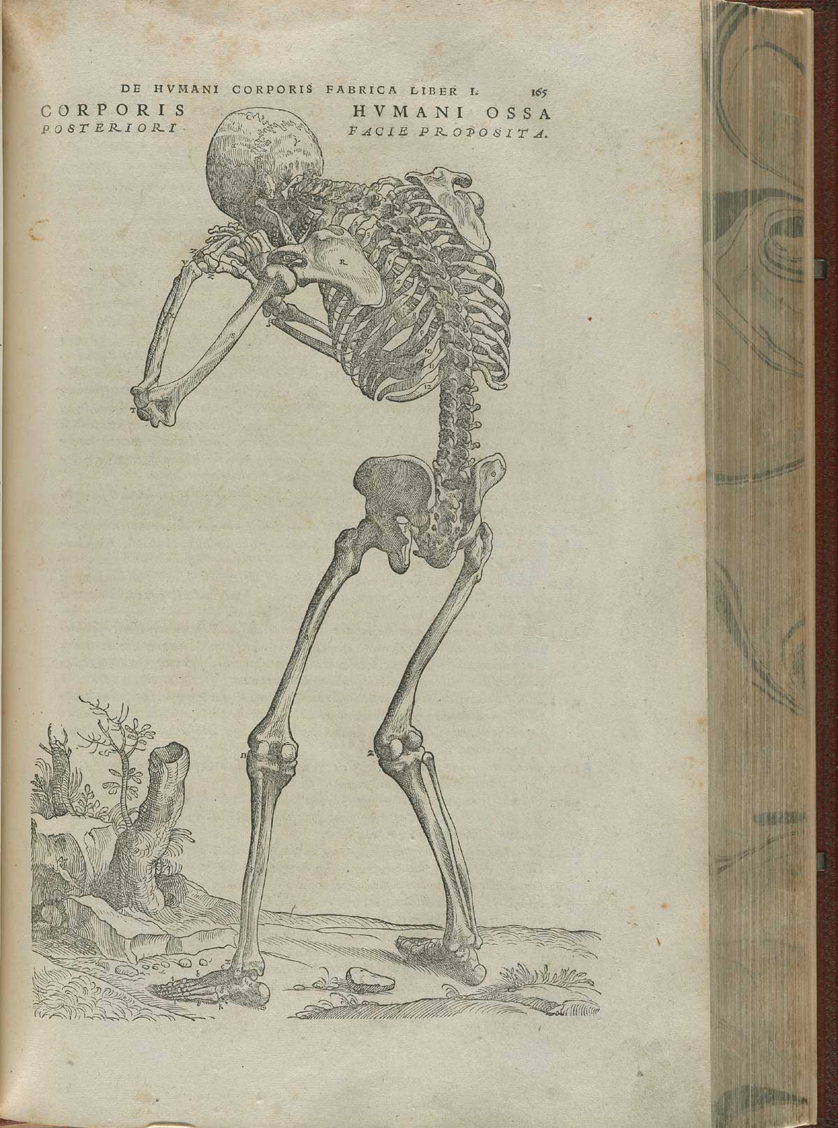 Page 165 of Andreas Vesalius' De corporis humani fabrica libri septem, featuring the illustrated woodcut of the posterior view of a skeleton that is standing and leaning on its hands.