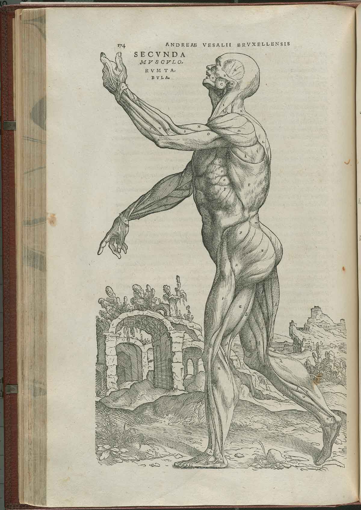 Page 174 of Andreas Vesalius' De corporis humani fabrica libri septem, featuring the illustrated woodcut of the first muscle plate, a full-length flayed corpse from the left side view walking with its left arm extended upwards and the right arm extended in front of it.