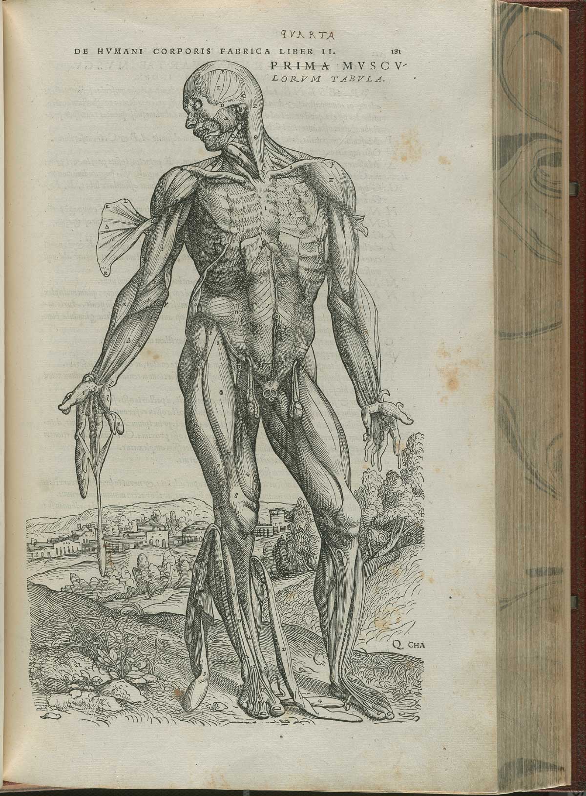 Page 181 of Andreas Vesalius' De corporis humani fabrica libri septem, featuring the illustrated woodcut of the fourth muscle plate, a full-length frontal view of a standing nude male in landscape. His skin is flayed, exposing his insides, and his head is facing the right.