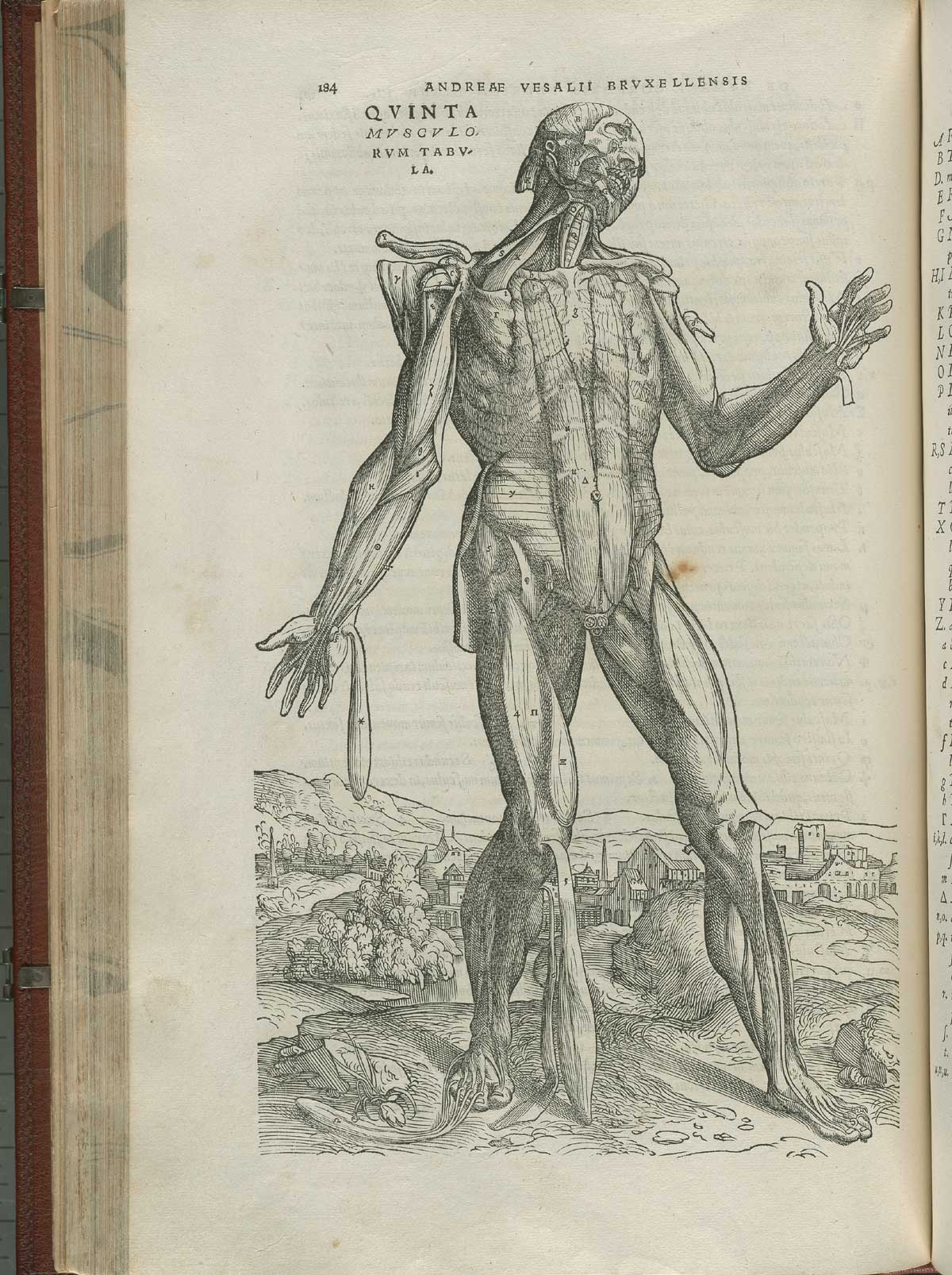 Page 184 of Andreas Vesalius' De corporis humani fabrica libri septem, featuring the illustrated woodcut of the fourth muscle plate, a full-length frontal view of a standing nude male in landscape. His skin is flayed, exposing his insides, and his head is tilted to the left.