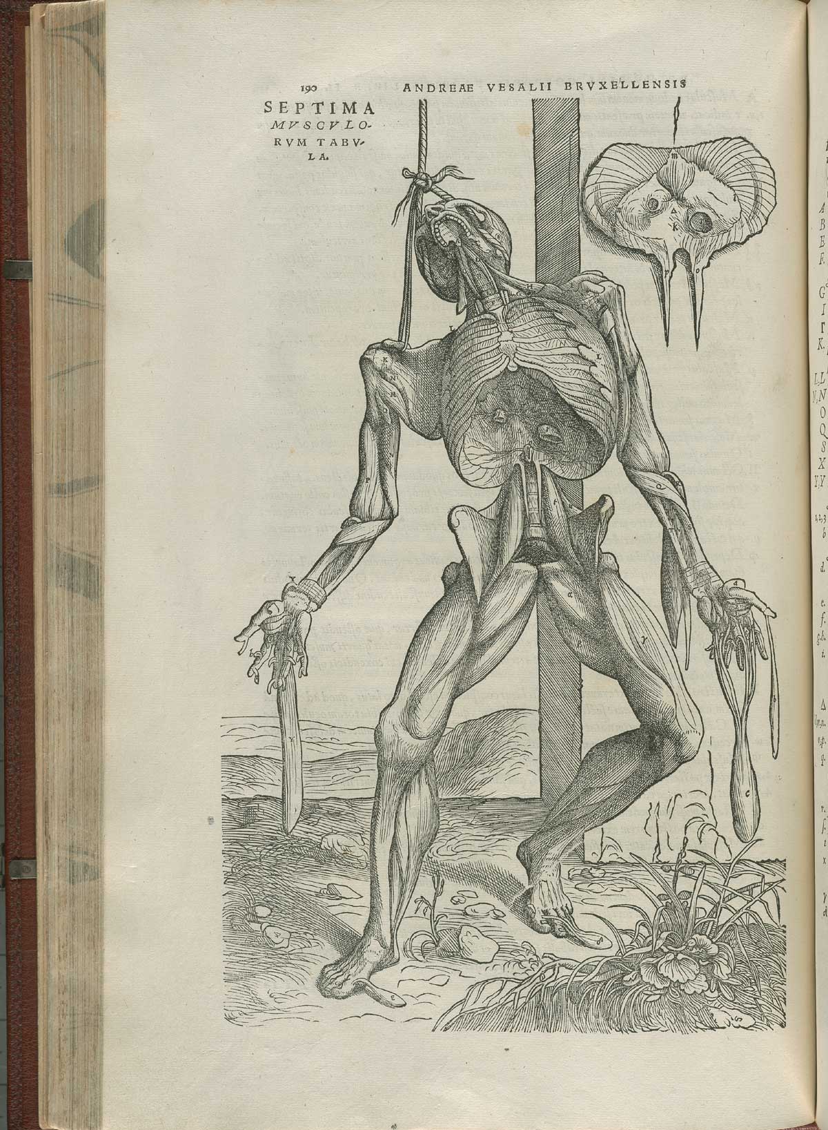 Page 190 of Andreas Vesalius' De corporis humani fabrica libri septem, featuring the illustrated woodcut of the seventh muscle plate, a full-length flayed corpse hanging from a rope tied through its skull. His skin is flayed, exposing insides and the interior of the chest cavity.