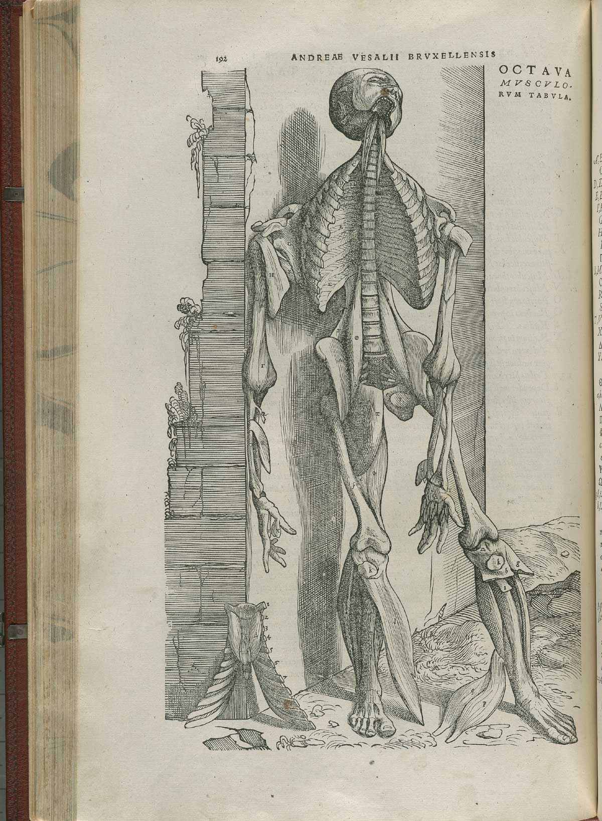 Page 192 of Andreas Vesalius' De corporis humani fabrica libri septem, featuring the illustrated woodcut of the eighth muscle plate, a full-length frontal view of a flayed corpse leaning against a wall, very little muscle is left on the body.