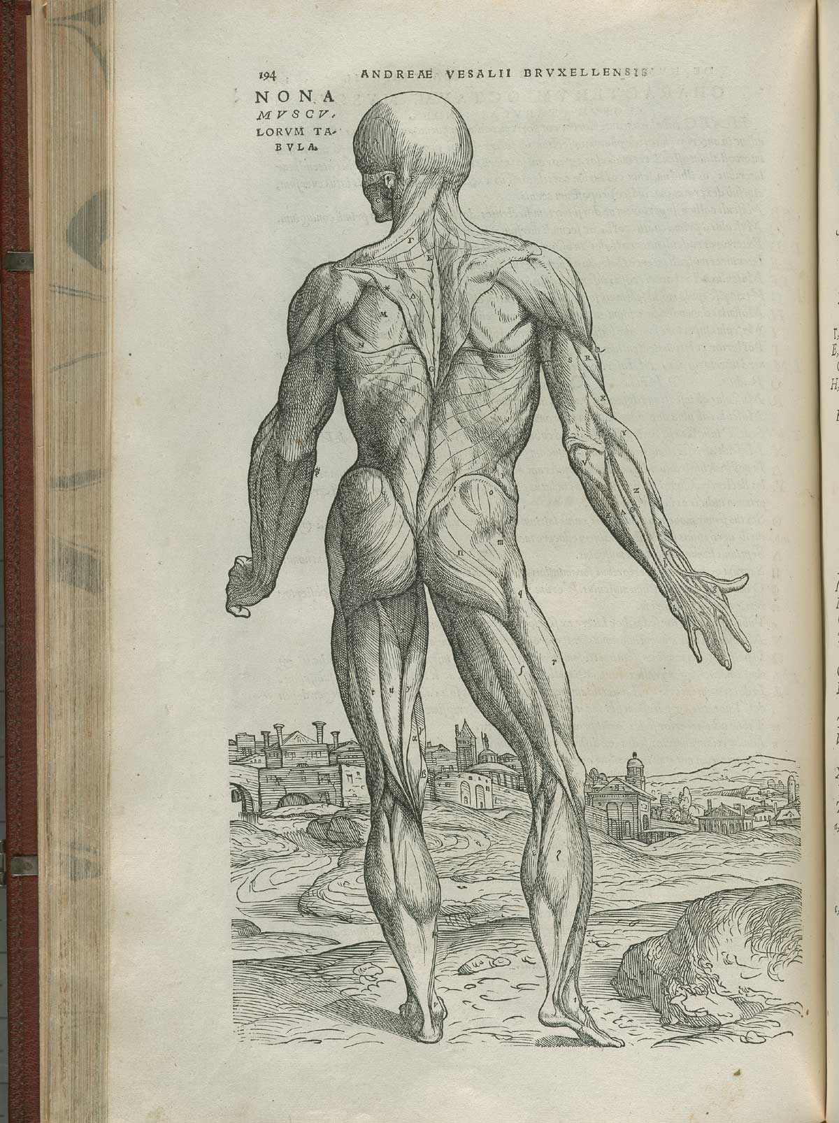 Page 194 of Andreas Vesalius' De corporis humani fabrica libri septem, featuring the illustrated woodcut of the ninth muscle plate, a full-length posterior view of a standing nude male in landscape. His skin is flayed with head head facing to the left displaying the muscles of the back of the body.