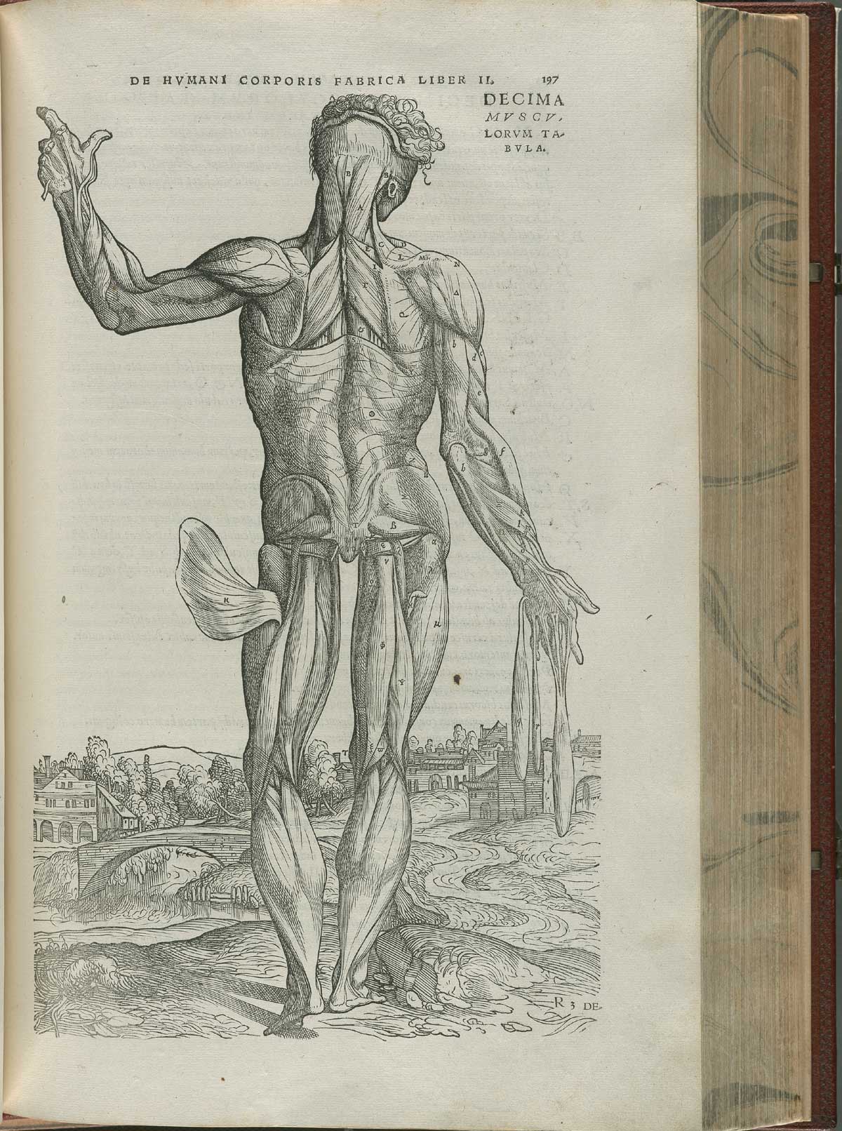 Page 197 of Andreas Vesalius' De corporis humani fabrica libri septem, featuring the illustrated woodcut of the tenth muscle plate, a full-length frontal view of a standing nude male in landscape. His skin is flayed with head head facing to the right, his left arm is raised and is displaying the muscles of the back of the body.