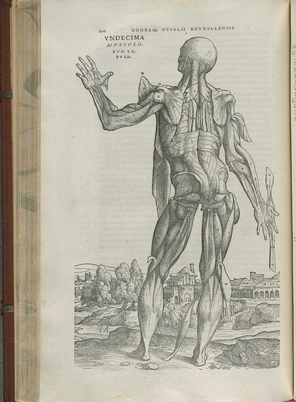 Page 200 of Andreas Vesalius' De corporis humani fabrica libri septem, featuring the illustrated woodcut of the eleventh muscle plate, a full-length posterior view of a flayed corpse with its head tilted to the left with the left hand raised and is displaying the muscles of the back of the body.