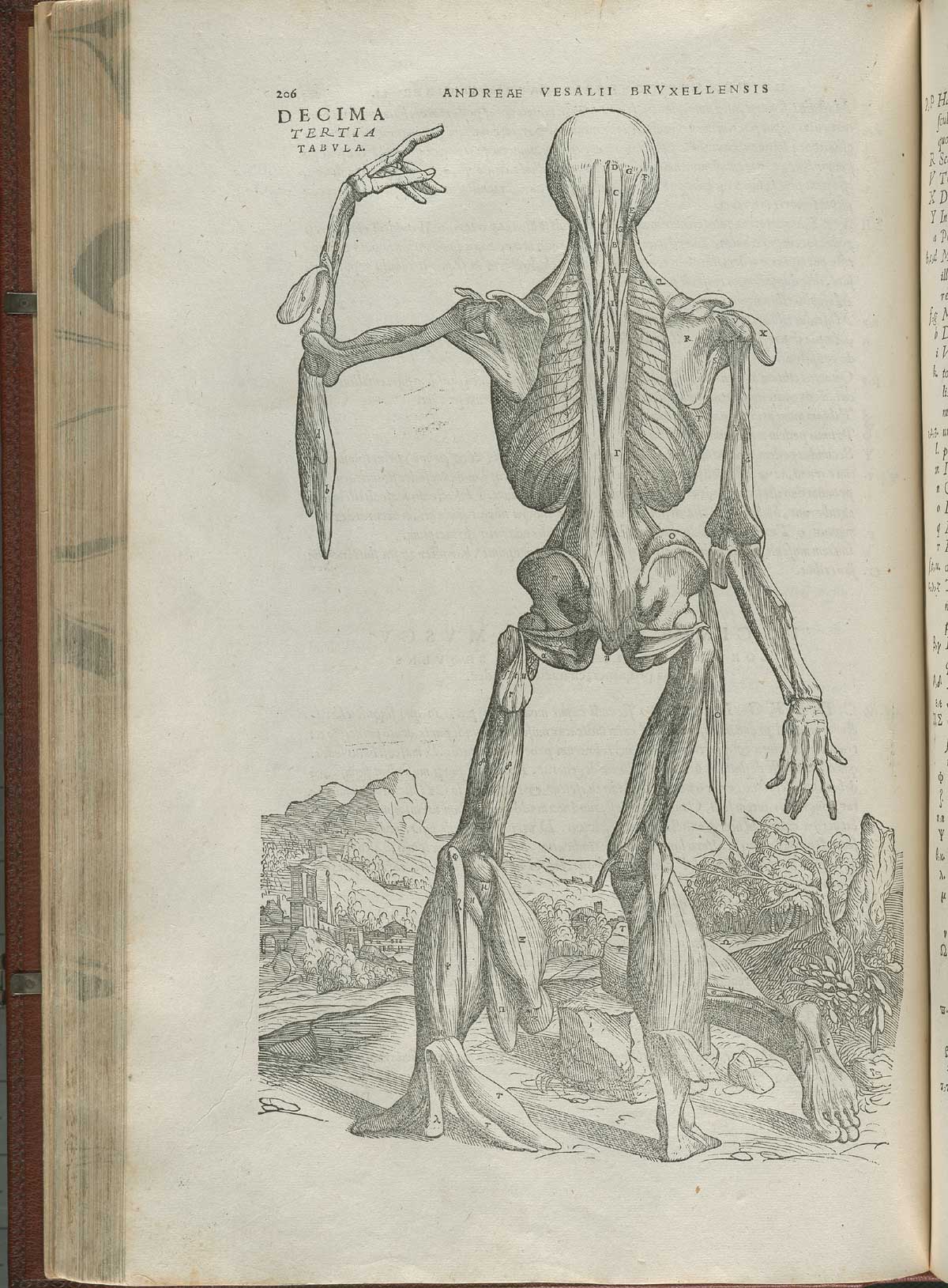 Page 206 of Andreas Vesalius' De corporis humani fabrica libri septem, featuring the illustrated woodcut of the thirteenth muscle plate, a full-length posterior view of a flayed corpse of mostly bones with the muscles of the back of the body hanging off the bones.