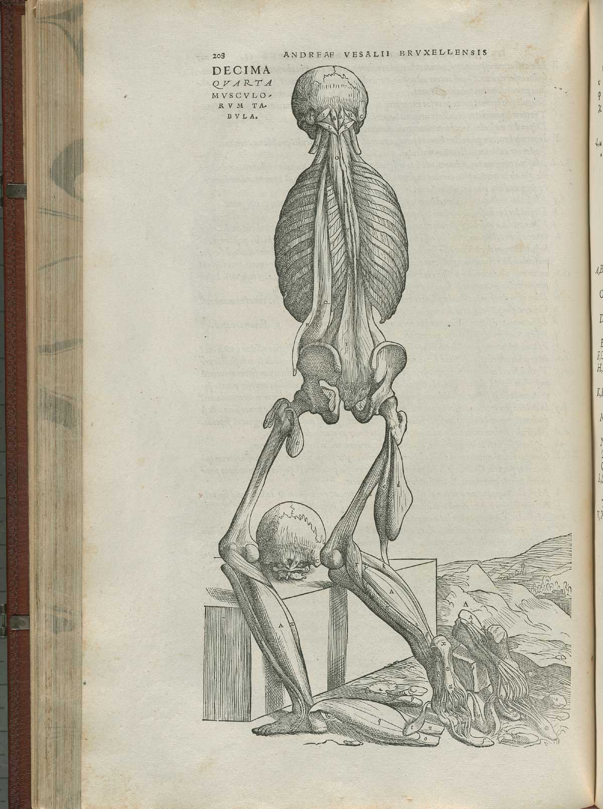 Page 208 of Andreas Vesalius' De corporis humani fabrica libri septem, featuring the illustrated woodcut of the fourteenth muscle plate, a full-length posterior view of a flayed corpse with no arms kneeling on a stone with a skull in front of its knees. The body view is primarly of the bones of the back with the muscles of the back of the legs hanging off the bones.