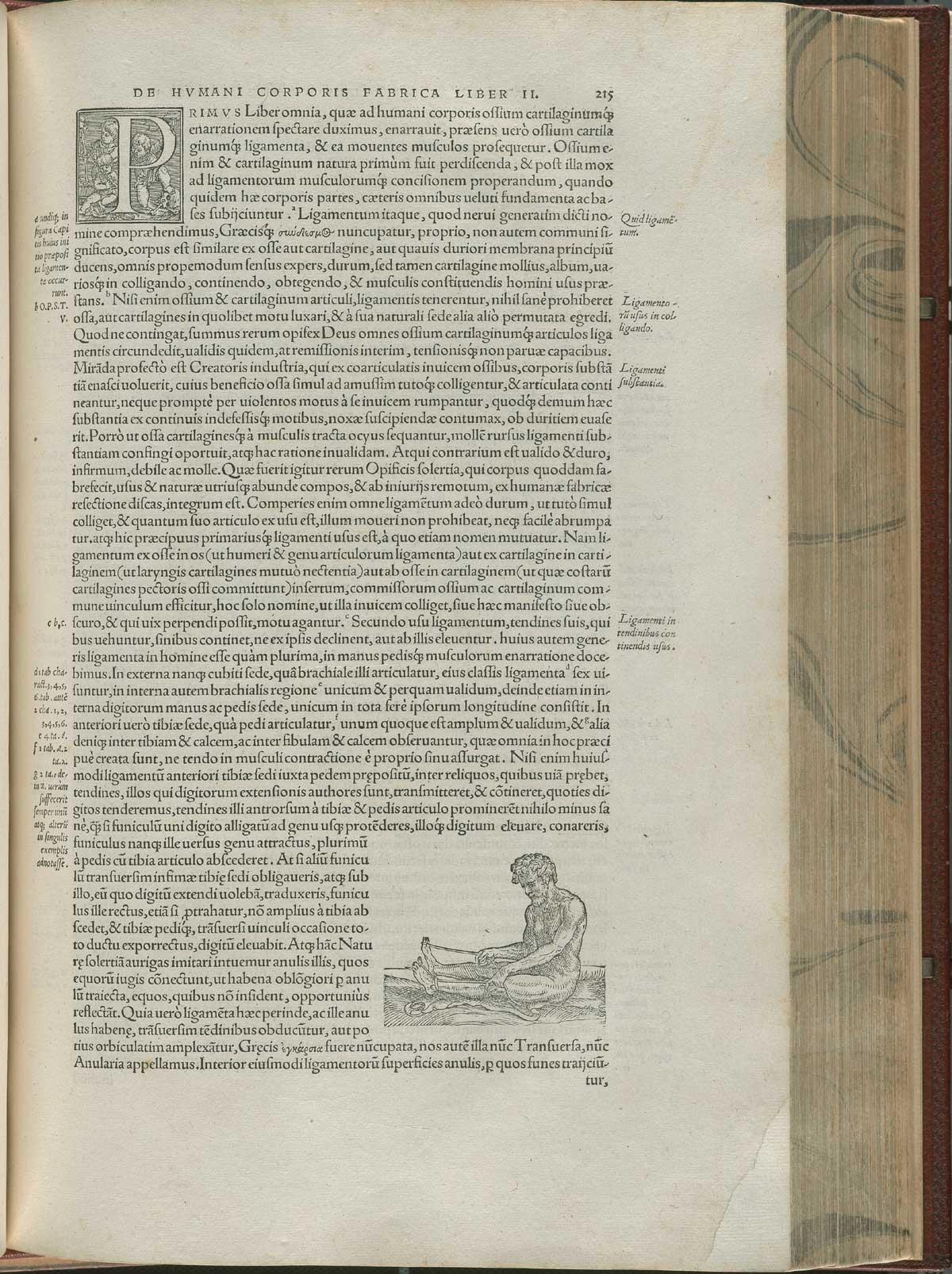 Page 215 of Andreas Vesalius' De corporis humani fabrica libri septem, featuring the illustrated woodcut in the bottom right corner of the page of a nude man sitting on the ground holding rope that is attached to his left ankle and his right toes.