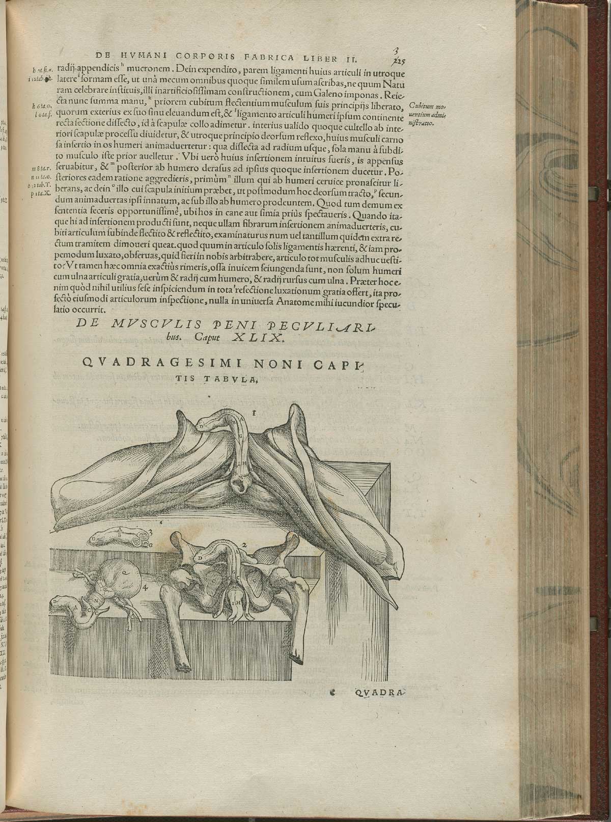 Page 325 of Andreas Vesalius' De corporis humani fabrica libri septem, featuring the illustrated woodcut of the muscles of the male pelvis and genital urinary structures.