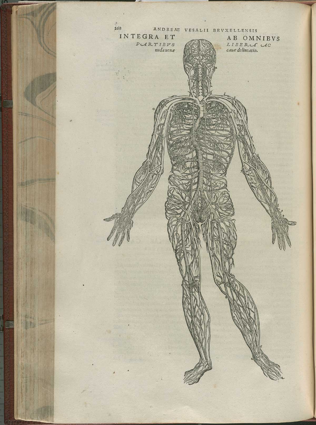 Page 368 of Andreas Vesalius' De corporis humani fabrica libri septem, featuring the illustrated woodcut of the full-length view of the body's vascular system.