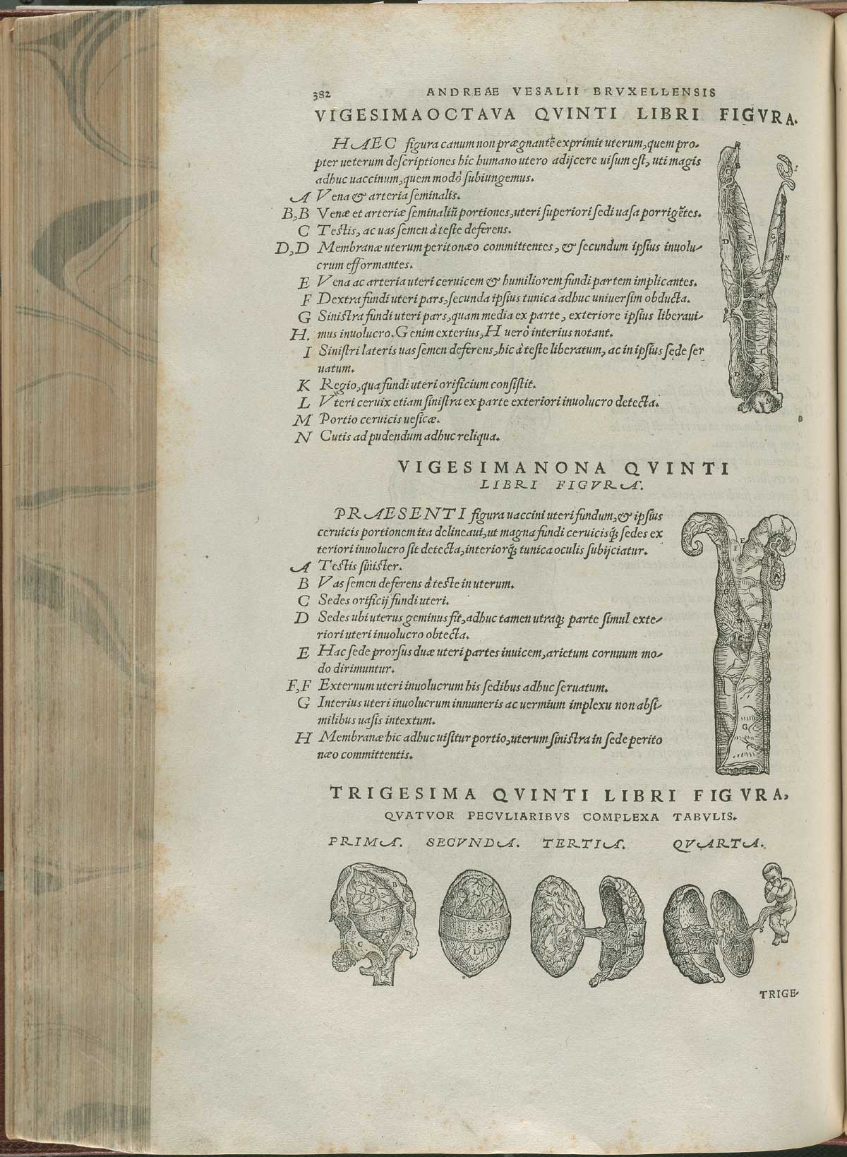 Page 382 of Andreas Vesalius' De corporis humani fabrica libri septem, featuring the illustrated woodcut of the bifid uterus of a dog and a cow on the right side of the page. At the bottom of the page are four illustrations of the placenta during gestation with a human fetus in the illustration at the right.
