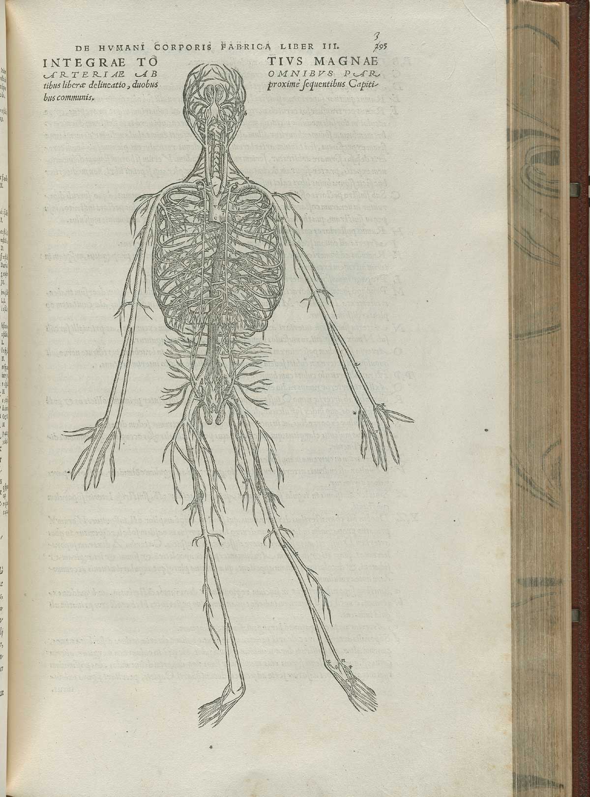 Page 395 of Andreas Vesalius' De corporis humani fabrica libri septem, featuring the illustrated woodcut of a full-length view of the arterial system.