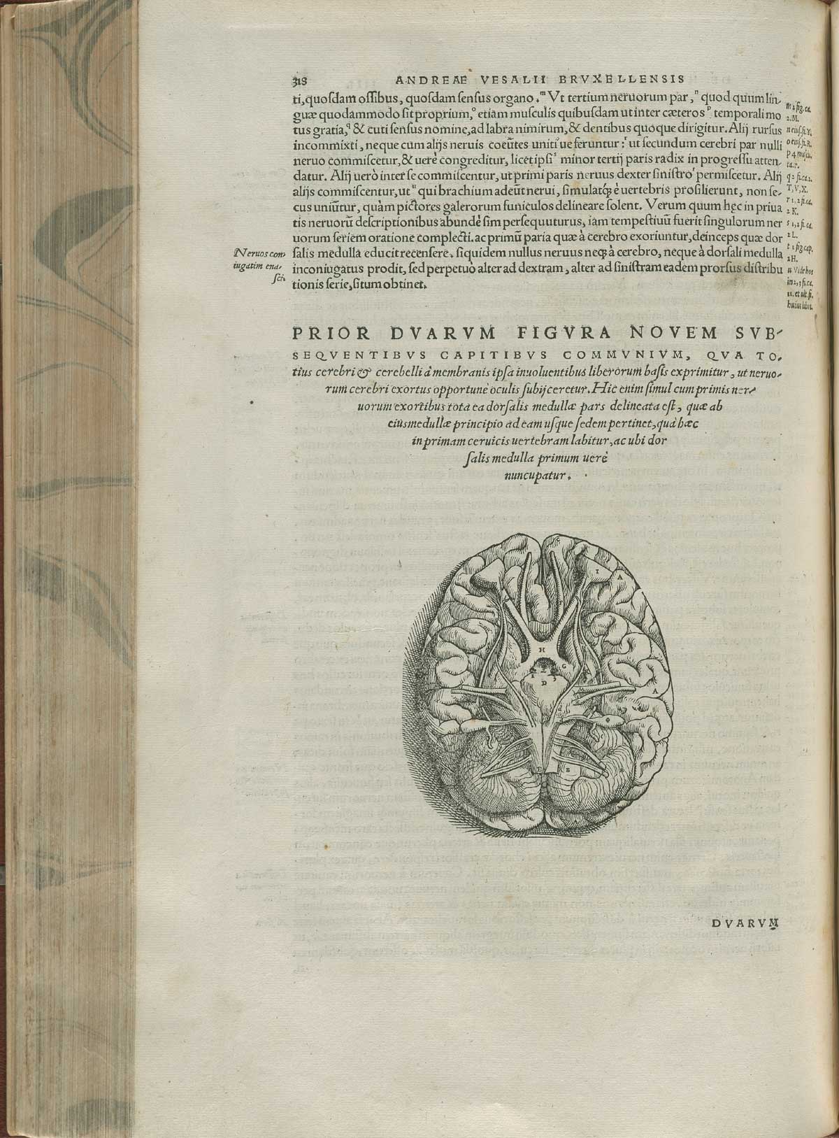 Page 418 of Andreas Vesalius' De corporis humani fabrica libri septem, featuring the illustrated woodcut of the basal view of the base of the brain and cranial nerves.