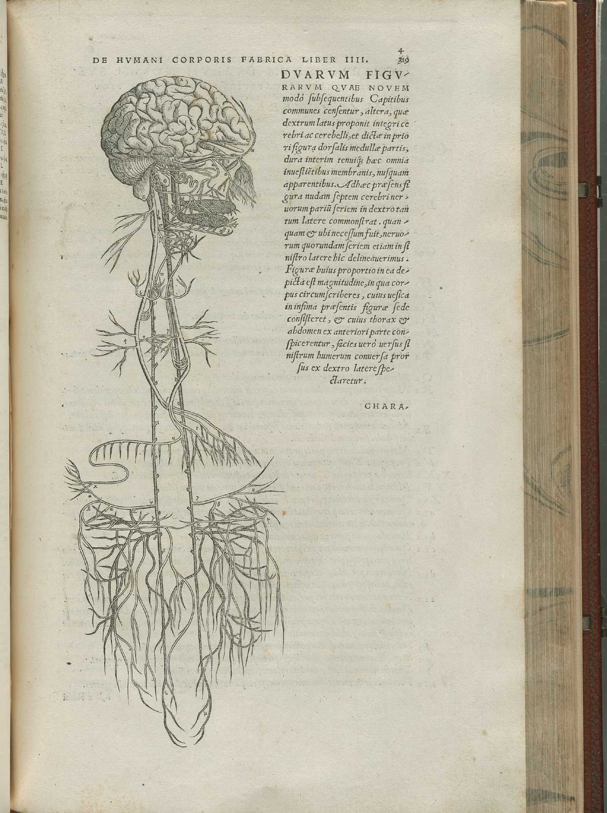 Page 419 of Andreas Vesalius' De corporis humani fabrica libri septem, featuring the illustrated woodcut of the brain and autonomic system.