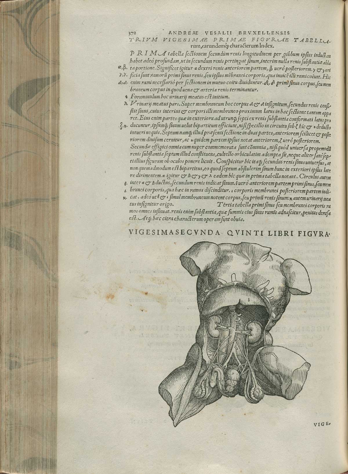 Page 472 of Andreas Vesalius' De corporis humani fabrica libri septem, featuring the illustrated woodcut of the abdominal cavity further exposed to show the genito-urinary sytem.