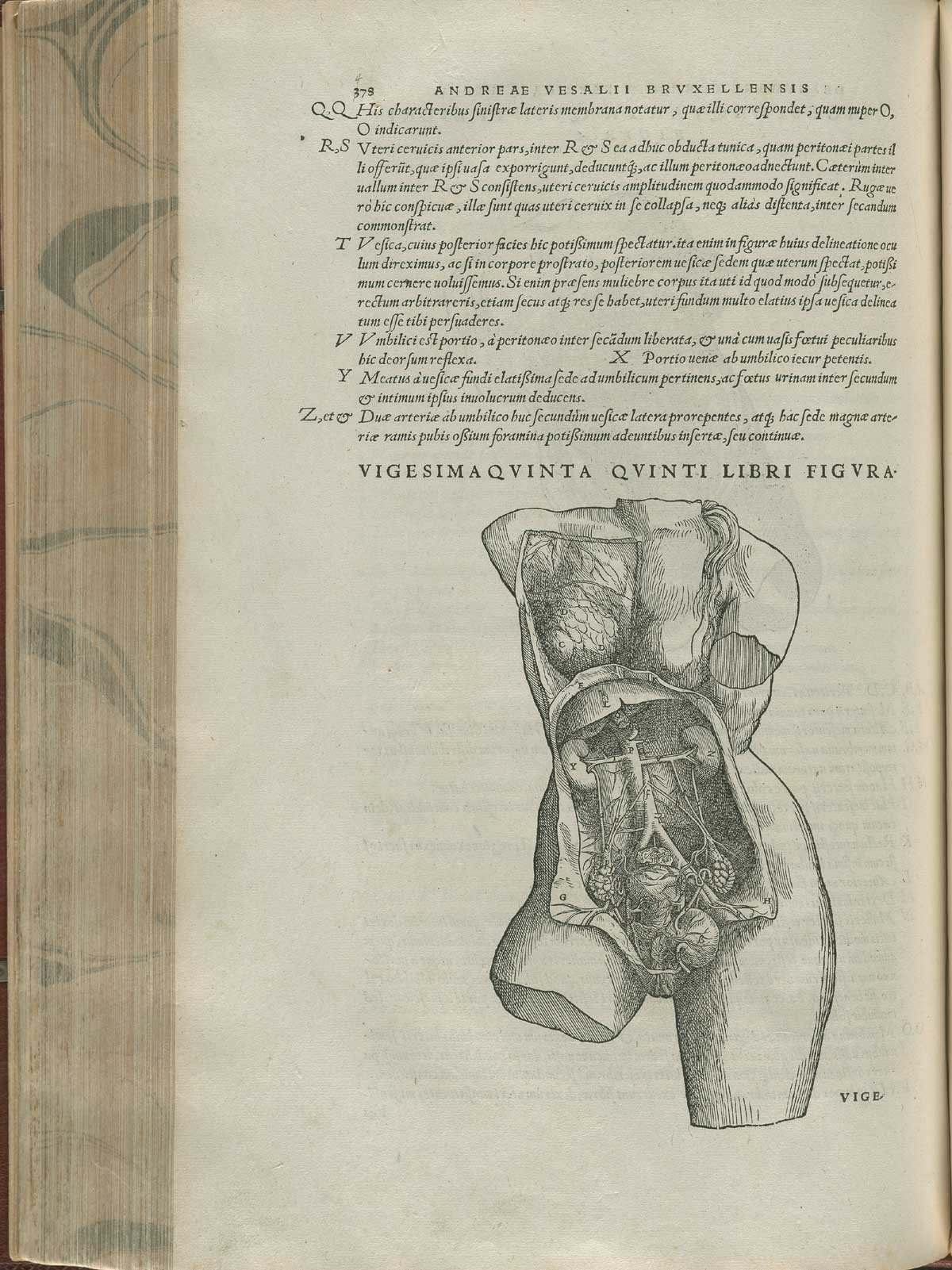 Page 478 of Andreas Vesalius' De corporis humani fabrica libri septem, featuring the illustrated woodcut of the female abdominal cavity exposed to show the genito-urinary system.