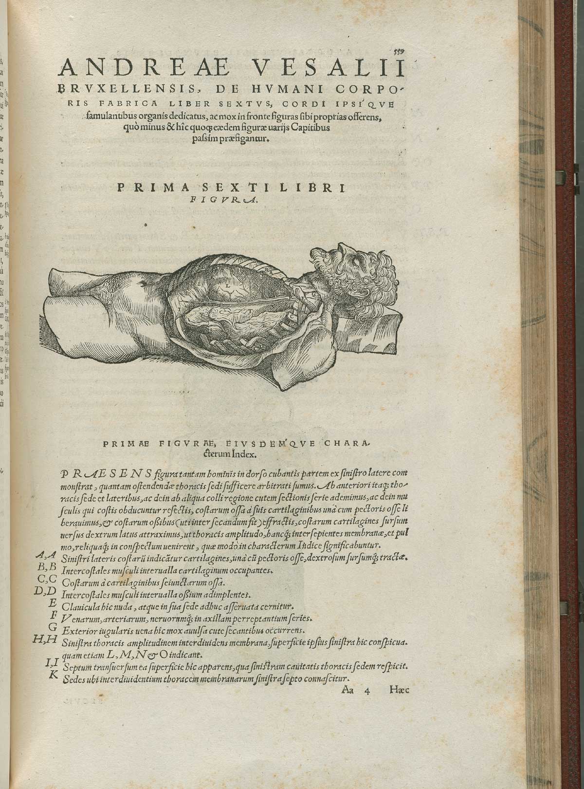 Page 559 of Andreas Vesalius' De corporis humani fabrica libri septem, featuring the illustrated woodcut of the side view of a male figure, the thoracic cavity exposed.