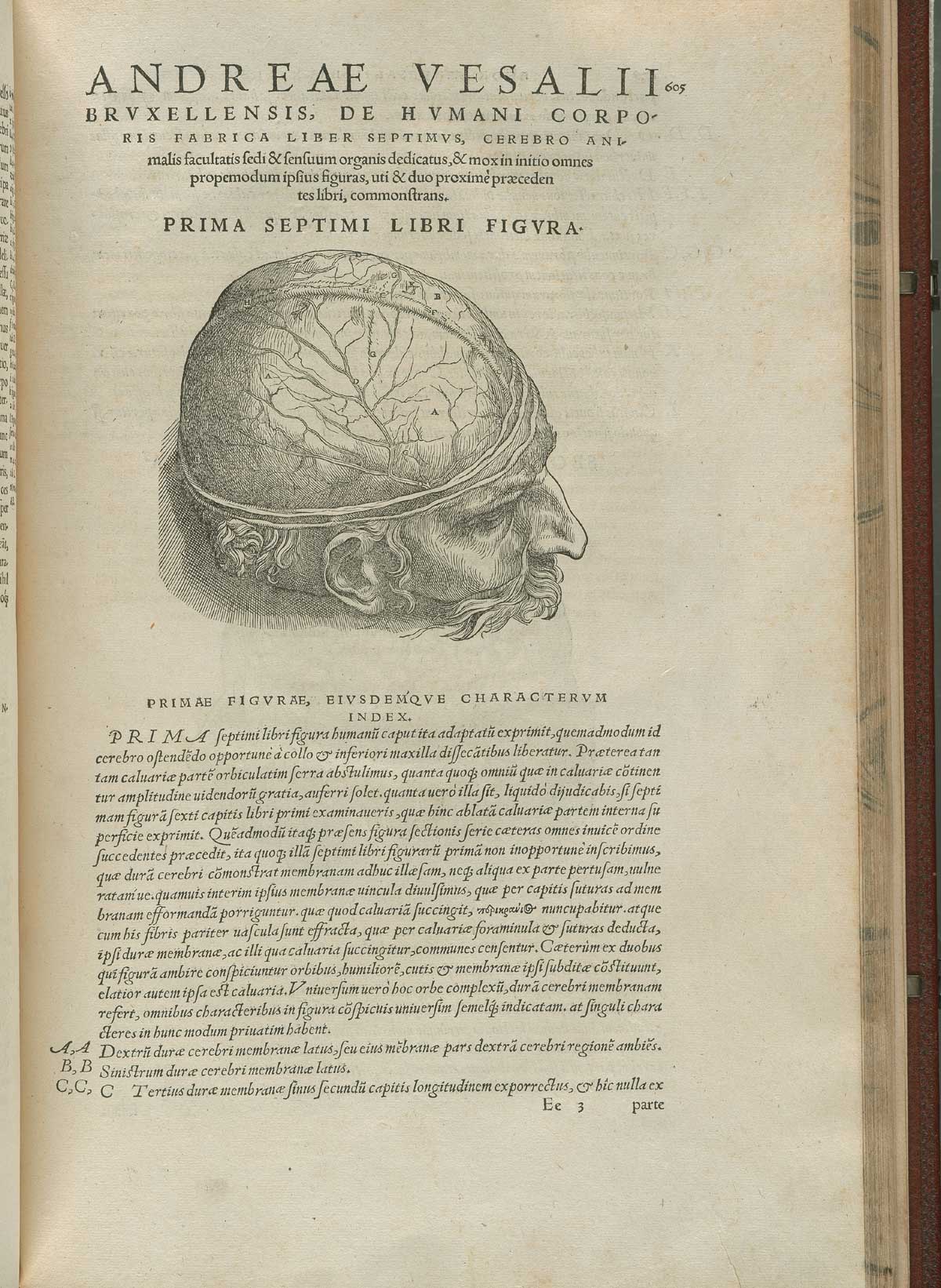 Page 605 of Andreas Vesalius' De corporis humani fabrica libri septem, featuring the illustrated woodcut of the head with the scalp exposed to show the duramater.