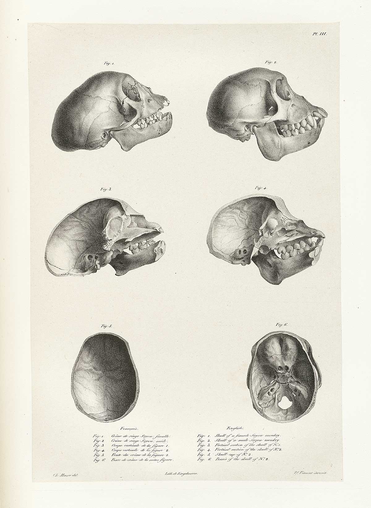 Table 3 of Joseph Vimont's Traité de phrénologie humaine et comparée, featuring side and top views of 6 monkey skulls.