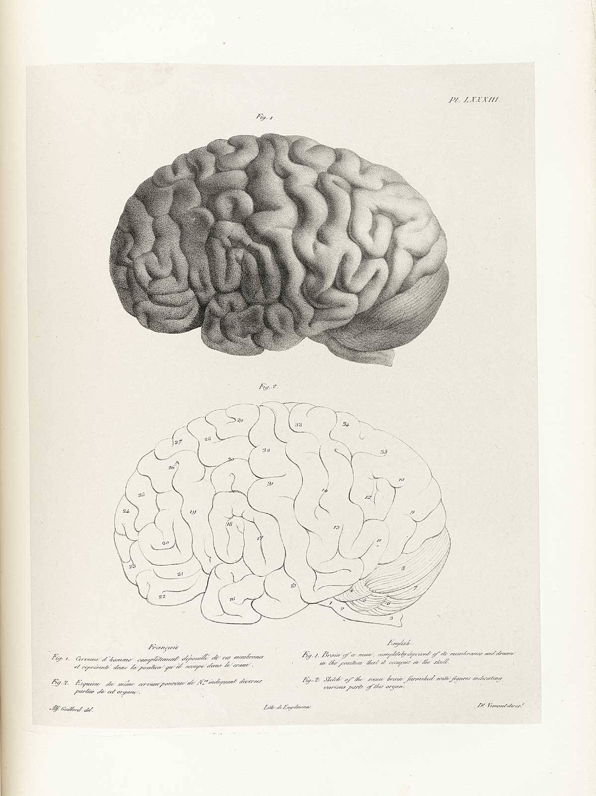 Table 83 of Joseph Vimont's Traité de phrénologie humaine et comparée, featuring two views of the brain of a man with its membranes removed.
