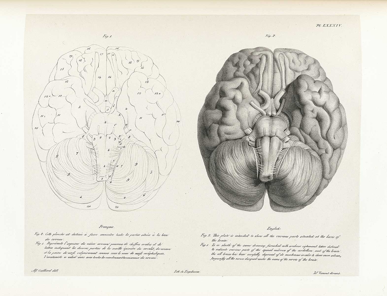 Table 84 of Joseph Vimont's Traité de phrénologie humaine et comparée, featuring two views of the base of the brain.