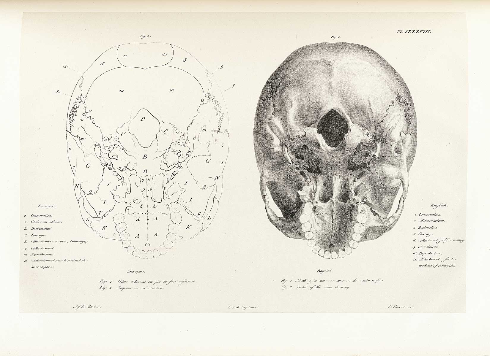 Table 88 of Joseph Vimont's Traité de phrénologie humaine et comparée, featuring two skulls as seen on the under surface.
