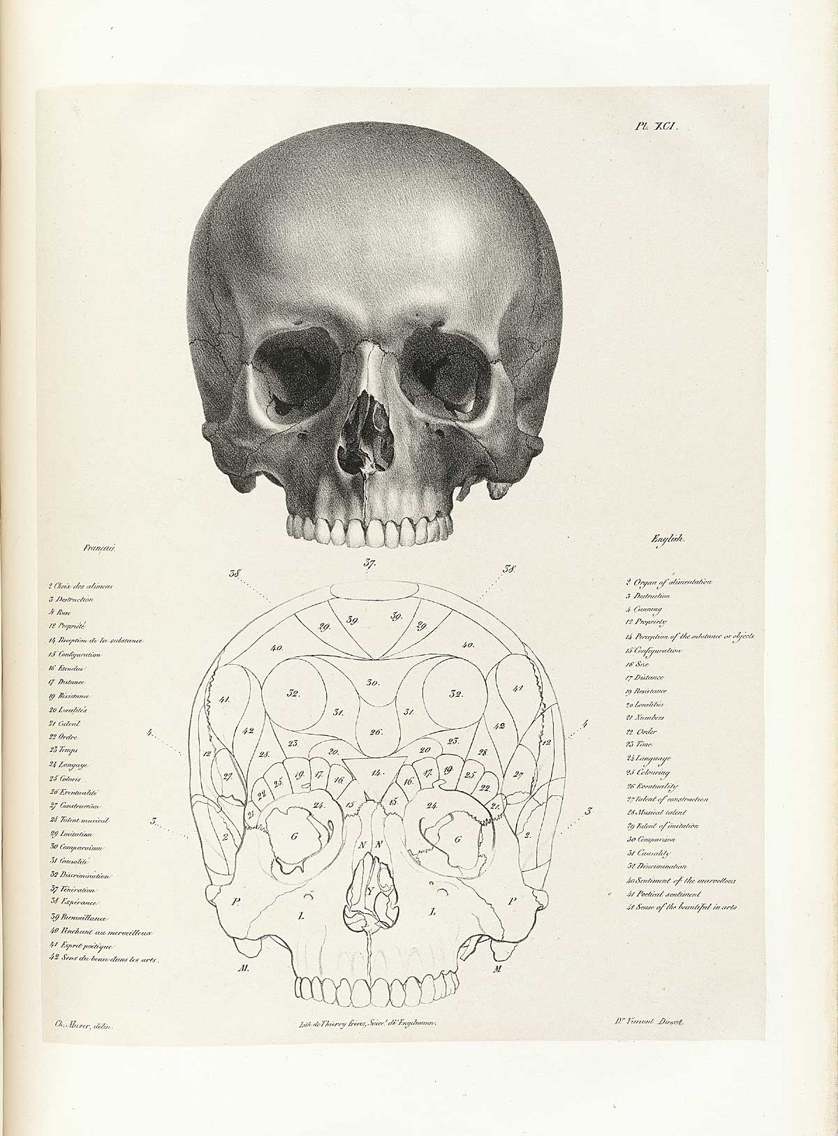 Table 91 of Joseph Vimont's Traité de phrénologie humaine et comparée, featuring the front view of two skulls.