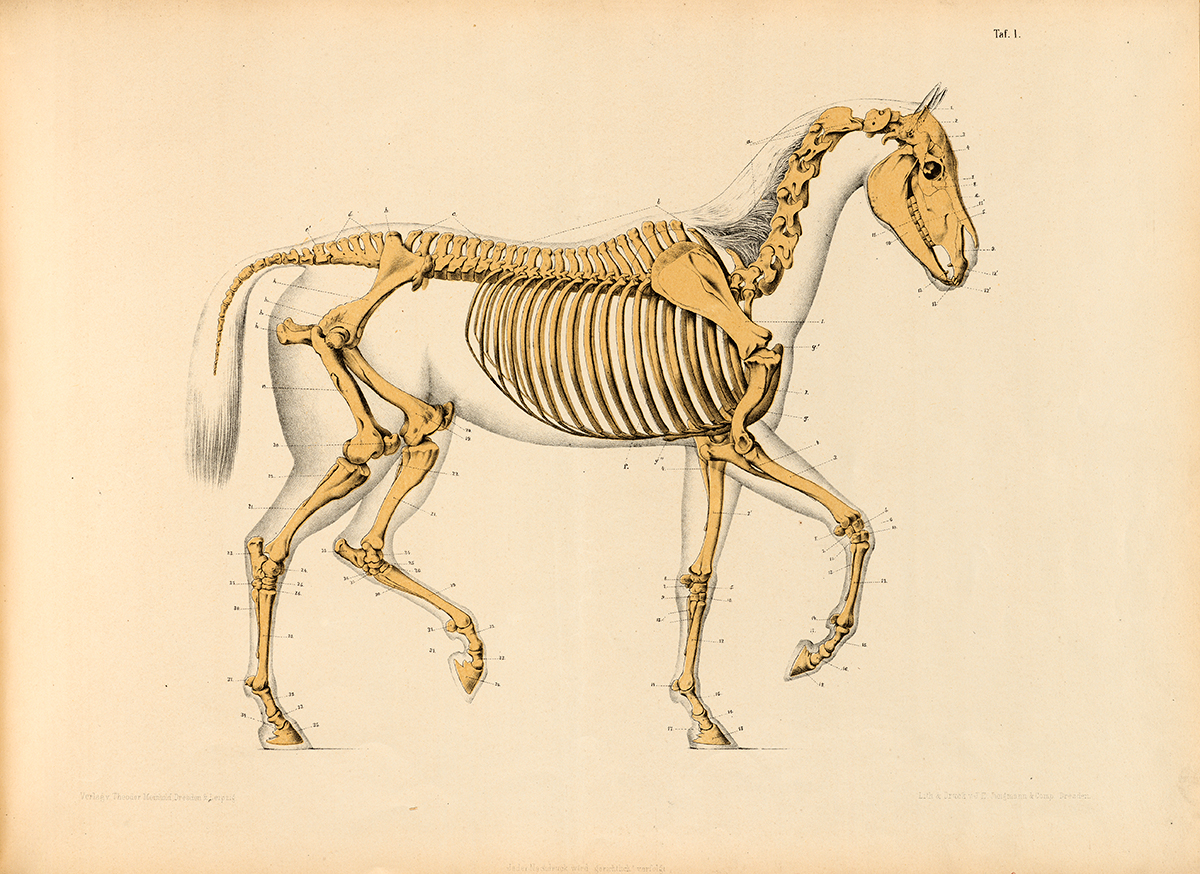 Horse skeleton on sketched outline