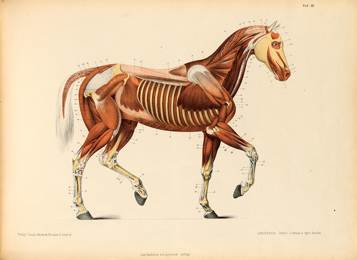 Horse muscular layer