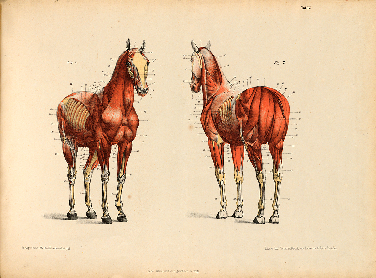 Horse muscular layer from the front and back.