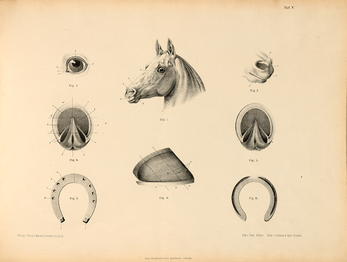Eight drawings of the head, nose, eye, hooves, and shoes of a horse