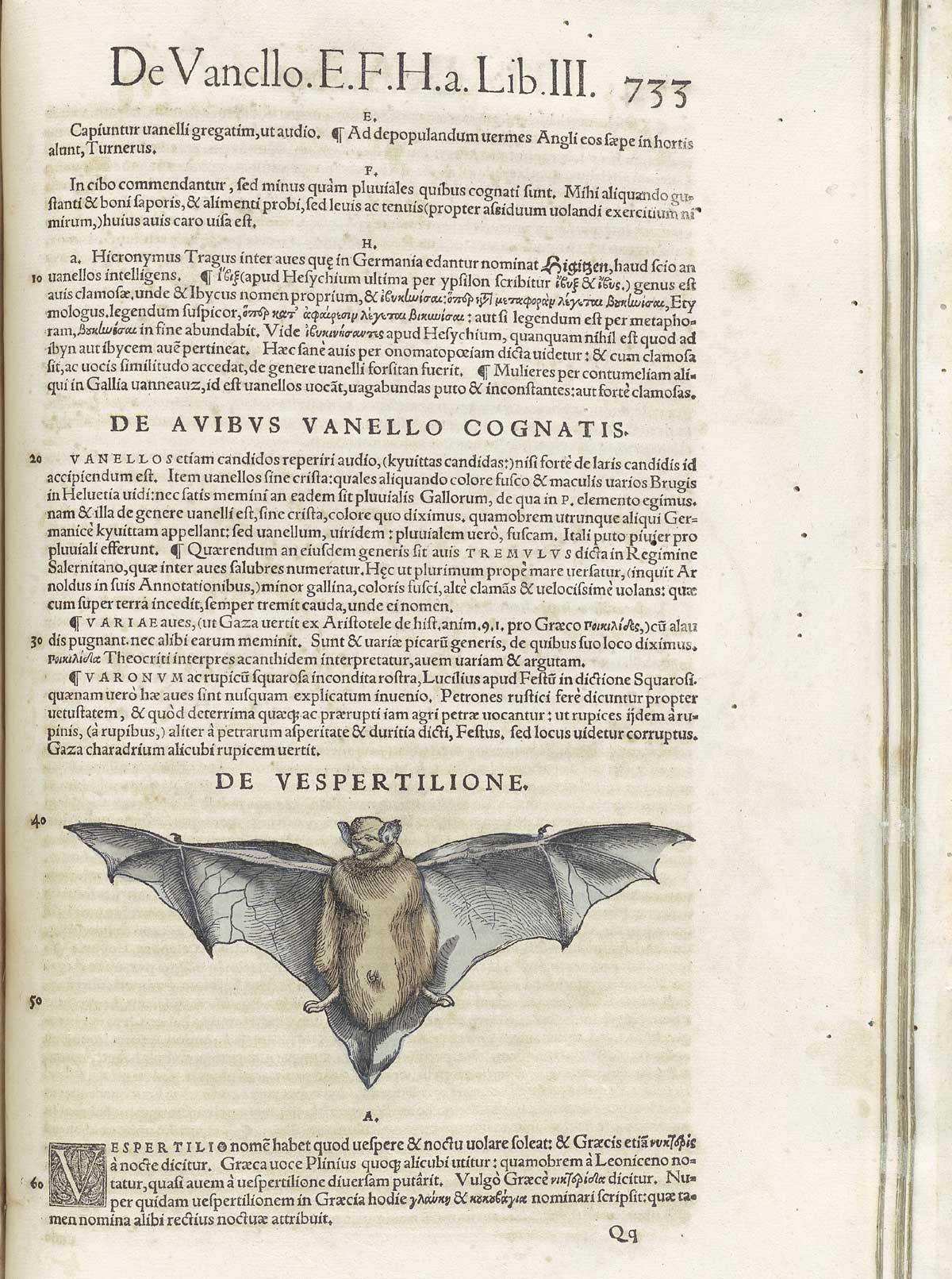 Page 733 from volume 3 of Conrad Gessner's Conradi Gesneri medici Tigurini Historiae animalium, featuring the colored woodcut of de vespertilione or a bat.