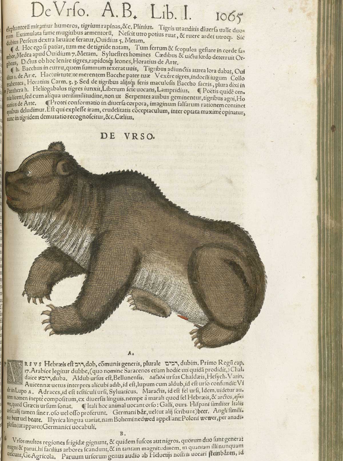 Page 1065 from volume 1 of Conrad Gessner's Conradi Gesneri medici Tigurini Historiae animalium, featuring the colored woodcut of de urso or a brown bear.