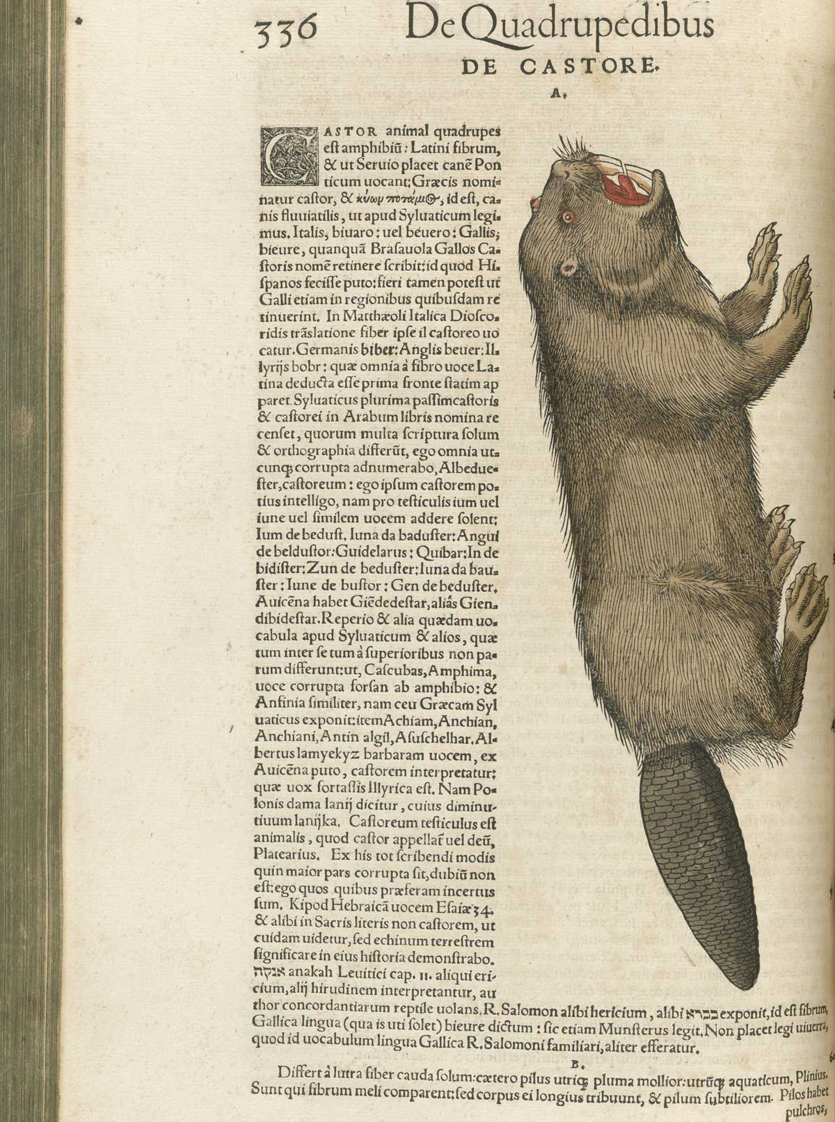 Page 336 from volume 1 of Conrad Gessner's Conradi Gesneri medici Tigurini Historiae animalium, featuring the colored woodcut of a beaver.