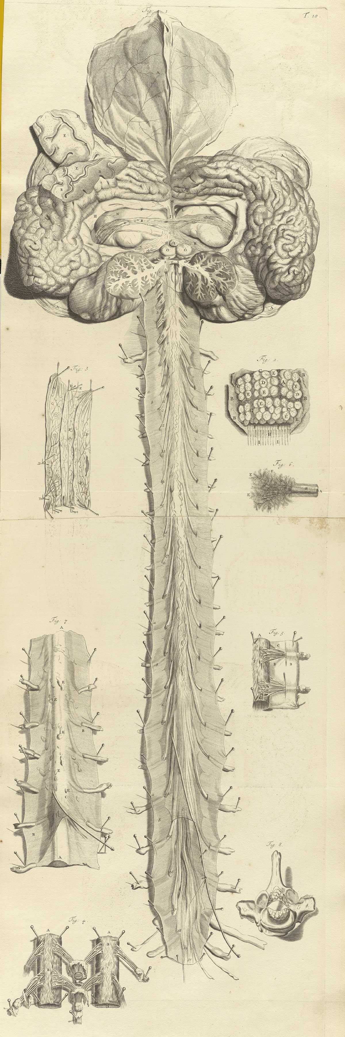 Engraving of a dissected brain and spinal column spread out on a dissecting table using pins; the brain, at the top of the long vertical image, is entire and cut in half down the middle with each half spread to the left and right exposing the interior; the spinal column is without the vertebrae, exposing the nerves and thin protective membranes surrounding them; from Govard Bidloo’s Ontleding Des Menschelyken Lichaams, Amsterdam, 1690, NLM Call no. WZ 250 B5855anDu 1690.