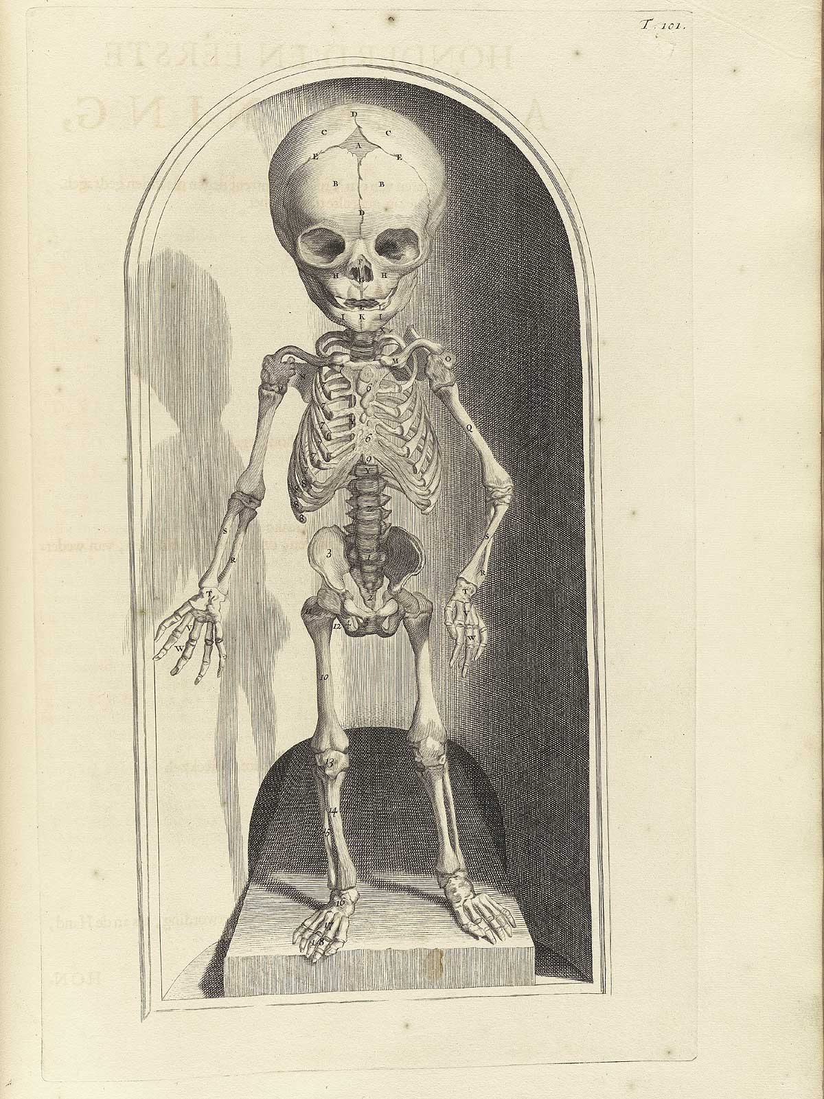 Engraving of a full facing fetal skeleton standing on a wooden plank in an alcove with a rounded top; from Govard Bidloo’s Ontleding Des Menschelyken Lichaams, Amsterdam, 1690, NLM Call no. WZ 250 B5855anDu 1690.