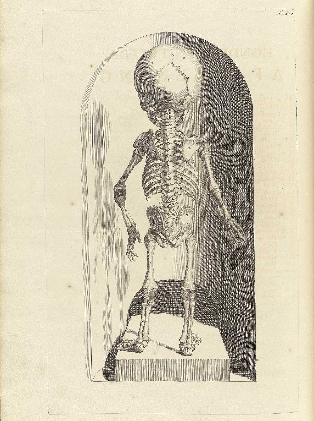 Engraving of a full fetal skeleton with its back to the viewer standing on a wooden plank in an alcove with a rounded top; from Govard Bidloo’s Ontleding Des Menschelyken Lichaams, Amsterdam, 1690, NLM Call no. WZ 250 B5855anDu 1690.