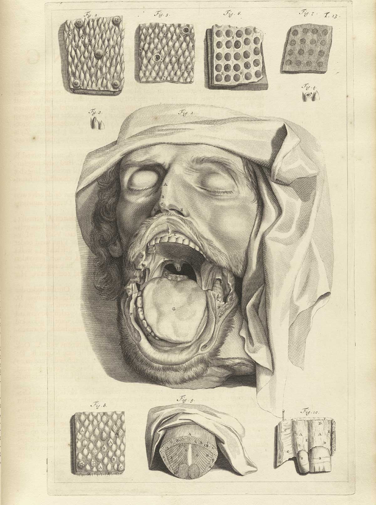 Engraving of a dissected male head with mouth wide open showing tongue, palate, and teeth and uvula, surrounded by flesh samples of the tong in cross section at bottom center and six examples of mucous membranes shown close up to capture the textures in detail; from Govard Bidloo’s Ontleding Des Menschelyken Lichaams, Amsterdam, 1690, NLM Call no. WZ 250 B5855anDu 1690.