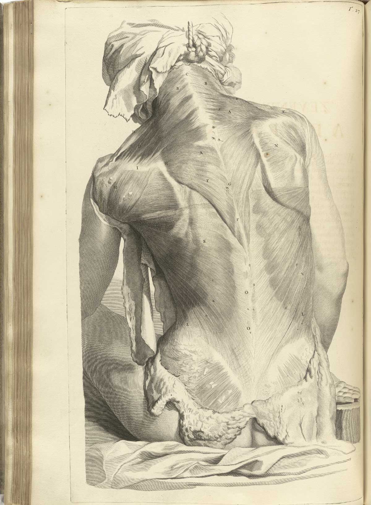 Engraving showing detail of the exposed muscles of the back with skin peeled away; the back is that of a female cadaver with kerchief sitting upright on the dissection table with a noose holding the body up by the neck; from Govard Bidloo’s Ontleding Des Menschelyken Lichaams, Amsterdam, 1690, NLM Call no. WZ 250 B5855anDu 1690.